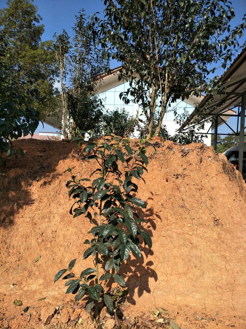 云南普洱古树茶。