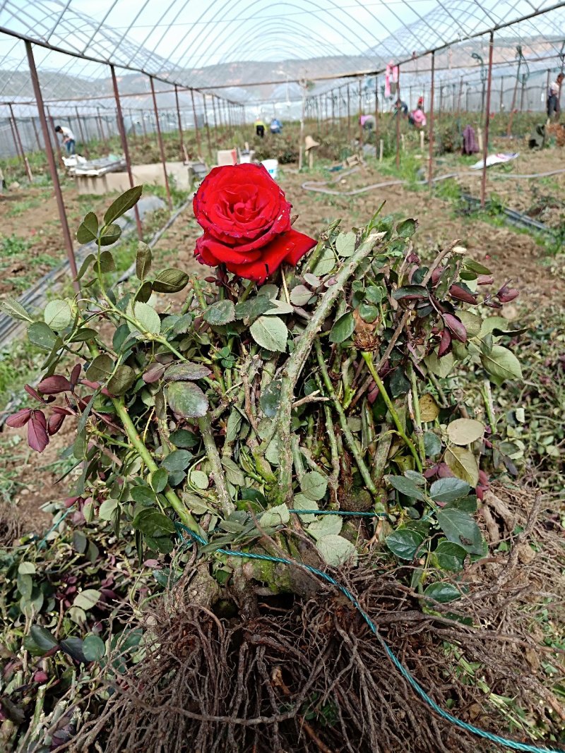 月季三年大苗绿化工程盆栽阳台庭园种植等