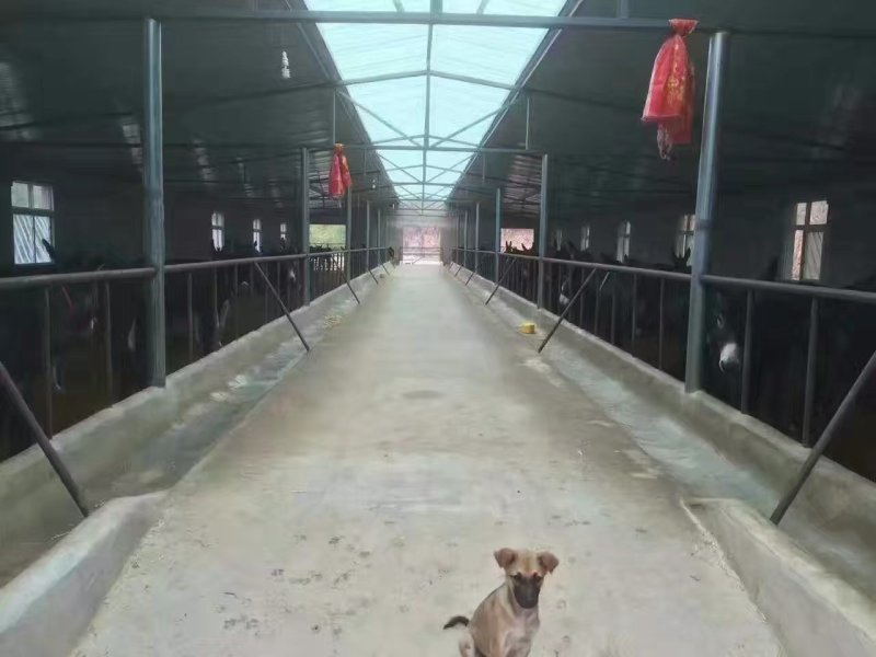 活畜
