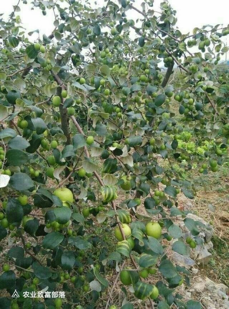 台湾大青枣苗供应包邮，鲜苗。现挖现发，沒有间商，直接发货