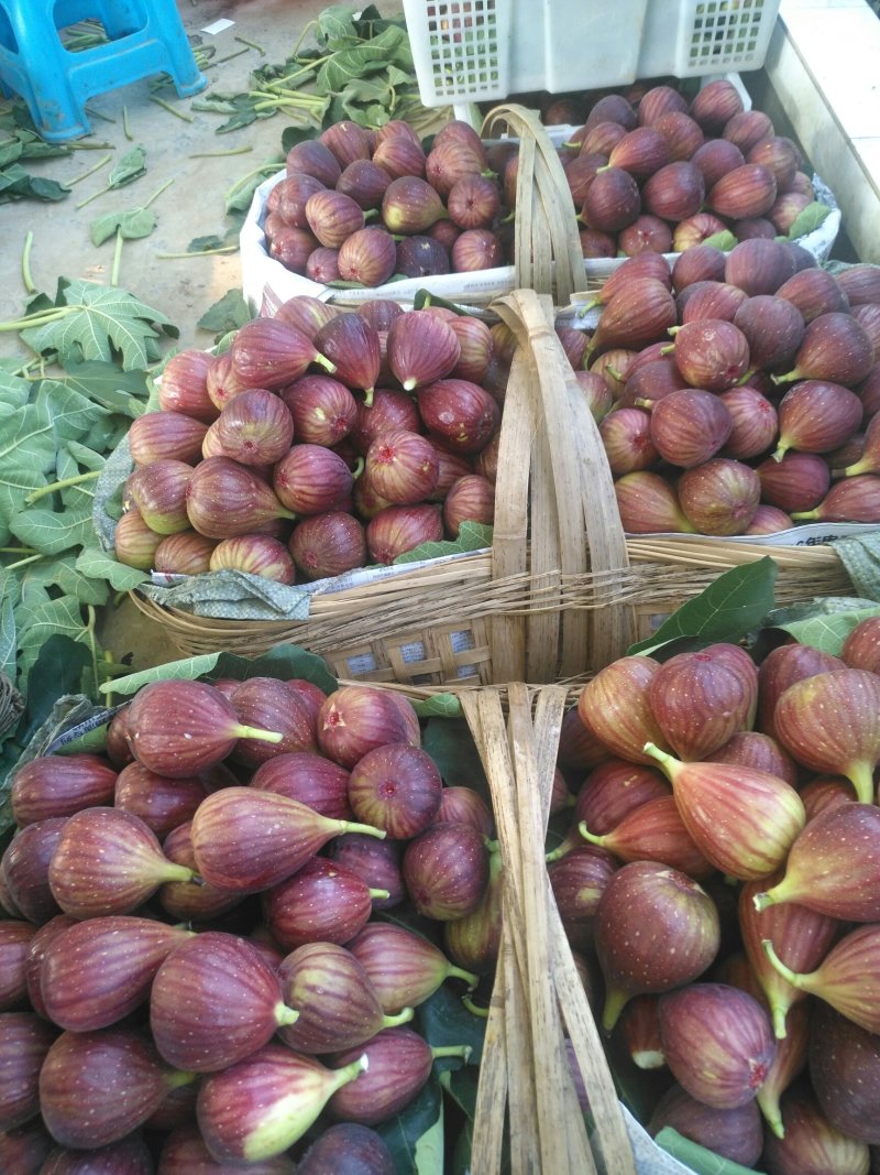 大型无花果苗，红色鲜食品种