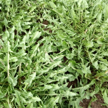 大棚蒲公英已上市
