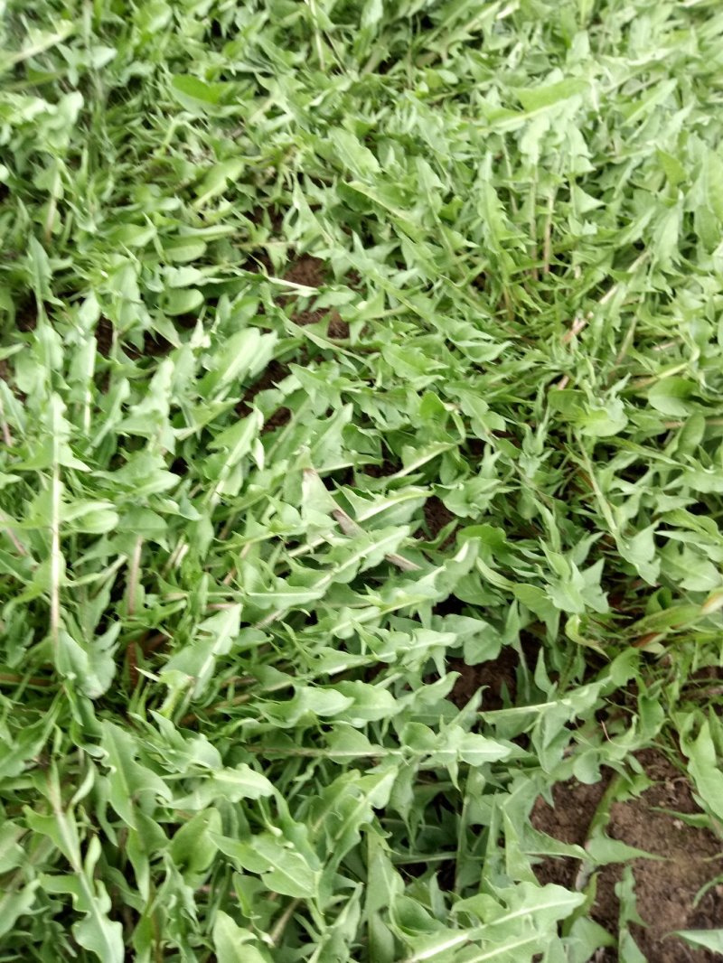 大棚蒲公英已上市