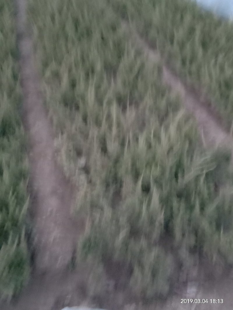 绿化苗木各种规优质盆栽地栽龙柏出售中