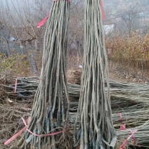 板栗苗，大红袍板栗树苗，量大价格低，需要的联系。