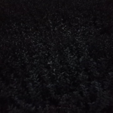 绿化苗木各种规格优质龙柏球出售中