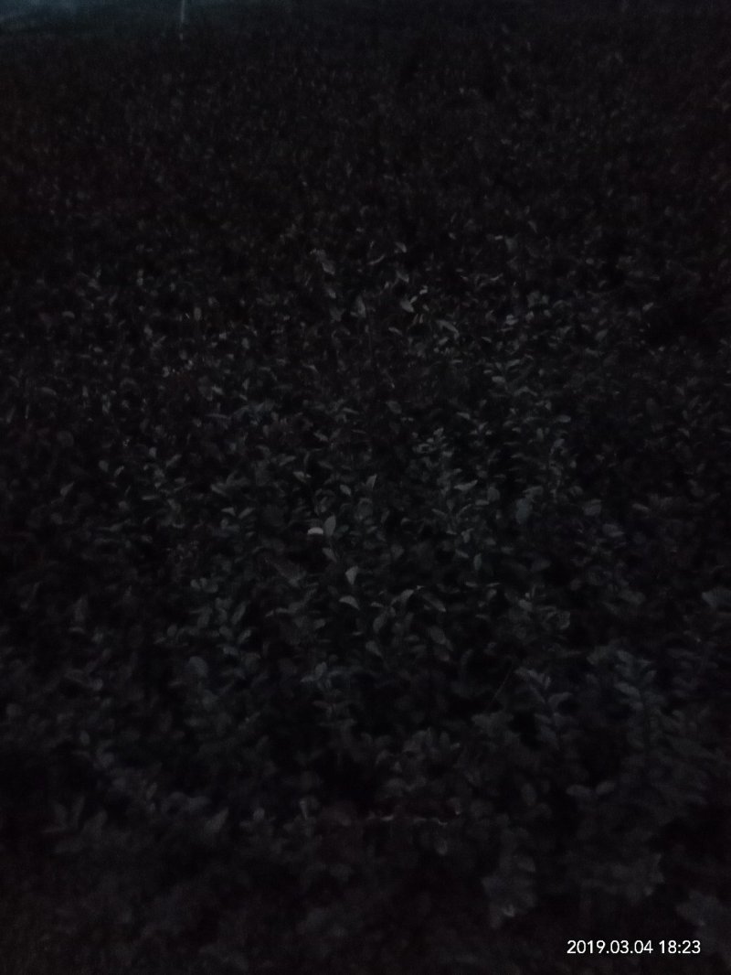 绿化苗木各种规格优质龙柏球出售中