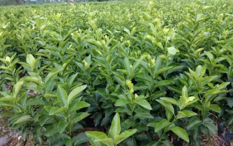 正宗金葵沙糖橘苗2年嫁接苗当年结果欢迎实地看苗