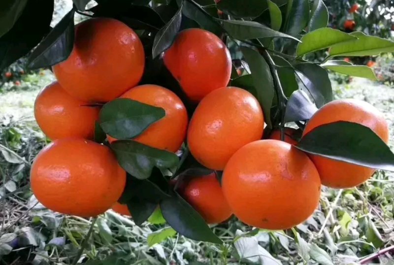 正宗金葵沙糖橘苗2年嫁接苗当年结果欢迎实地看苗