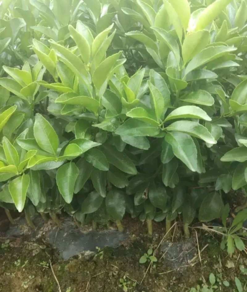 正宗金葵沙糖橘苗2年嫁接苗当年结果欢迎实地看苗