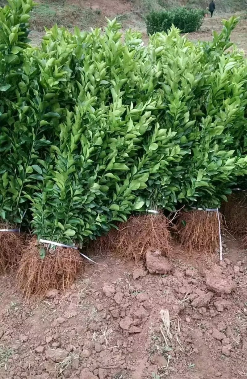 正宗金葵沙糖橘苗2年嫁接苗当年结果欢迎实地看苗