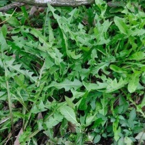 荠荠菜野生荠荠菜新鲜”野荠菜现挖现采