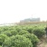 求购海桐苗木常年批发供应海桐价格优惠苗圃大量供应