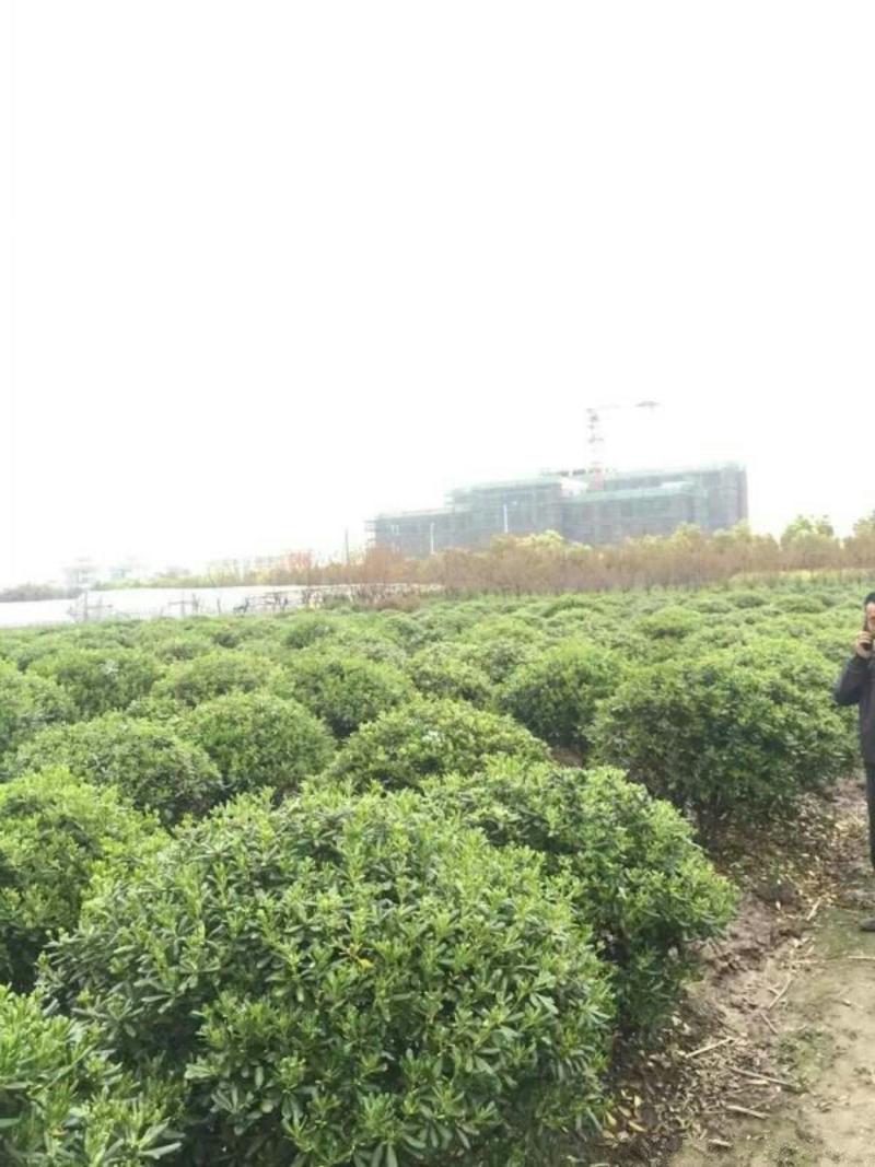 求购海桐苗木常年批发供应海桐价格优惠苗圃大量供应
