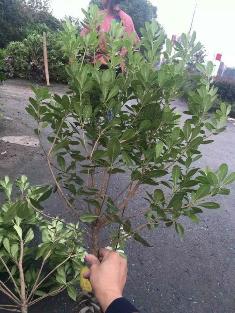 求购海桐苗木常年批发供应海桐价格优惠苗圃大量供应