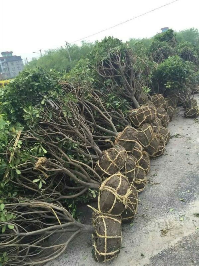 求购海桐苗木常年批发供应海桐价格优惠苗圃大量供应
