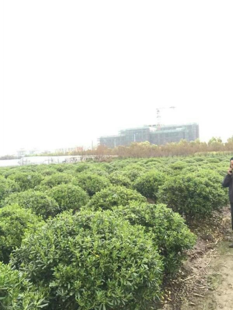 求购海桐苗木常年批发供应海桐价格优惠苗圃大量供应