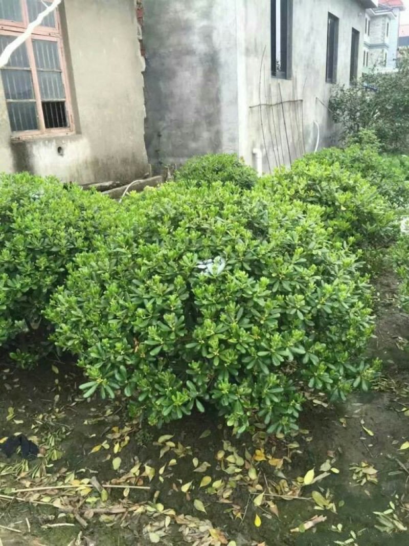 求购海桐苗木常年批发供应海桐价格优惠苗圃大量供应