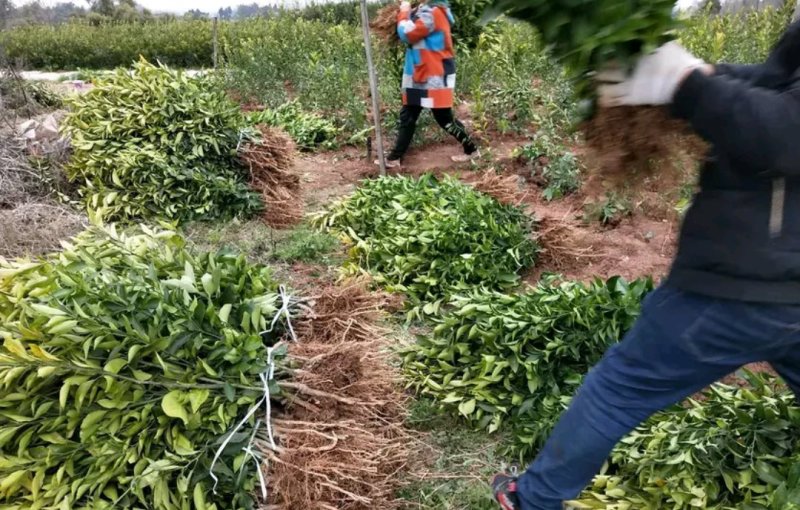 金秋早熟【无籽】砂糖橘苗成活率高【包邮】自家苗圃价格公道