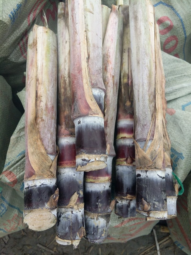黑皮甘蔗种子每颗四牙以上包种植技术