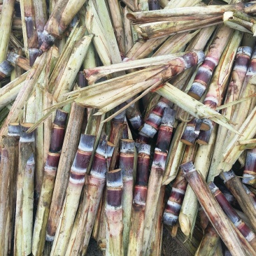 黑皮甘蔗种子每颗四牙以上包种植技术