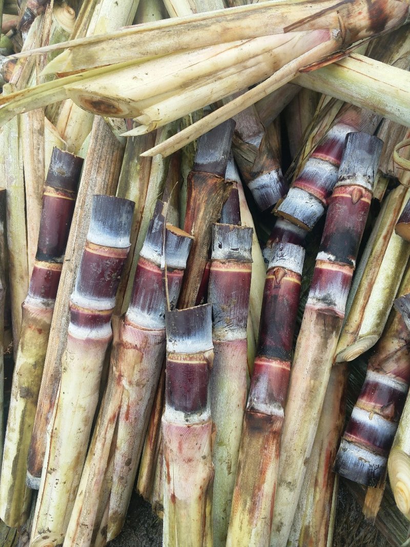 黑皮甘蔗种子每颗四牙以上包种植技术