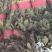 菠菜大叶香菜小叶香菜