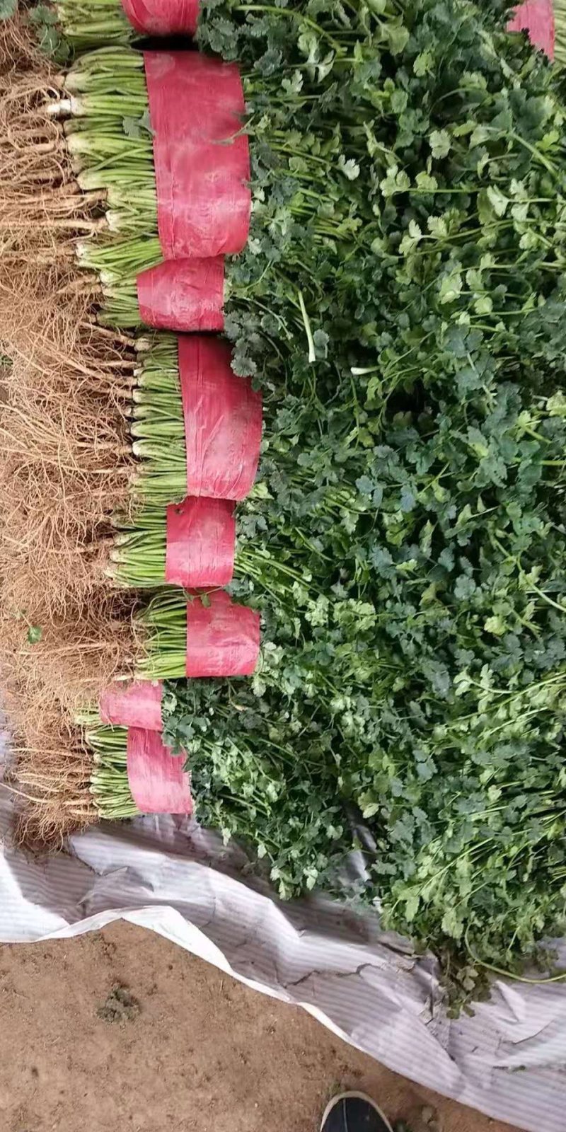 菠菜大叶香菜小叶香菜