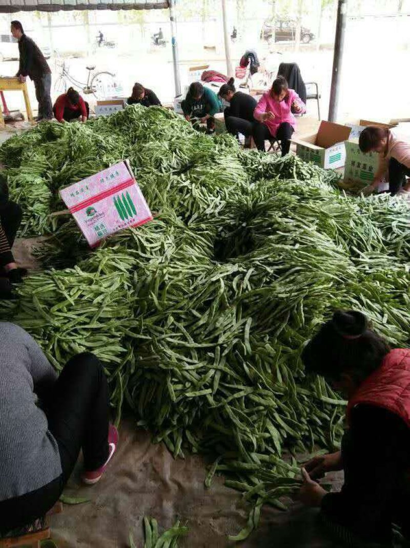 大量精品扁豆上市，价格便宜，一条龙服务