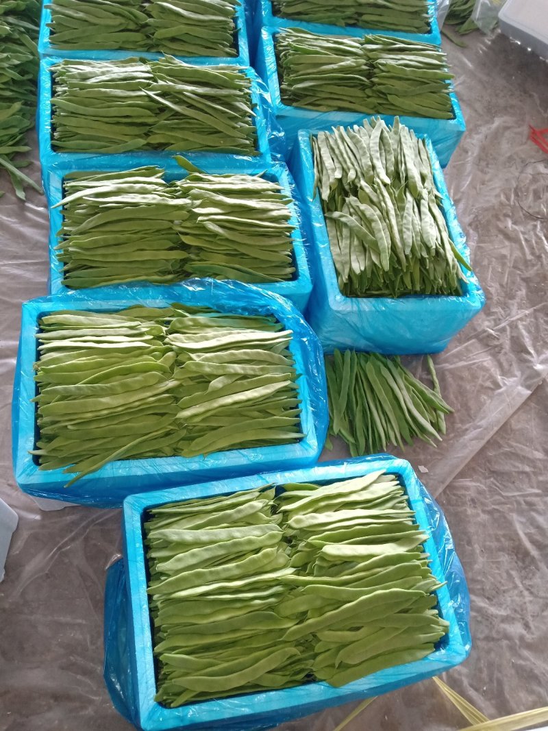 大量精品扁豆上市，价格便宜，一条龙服务