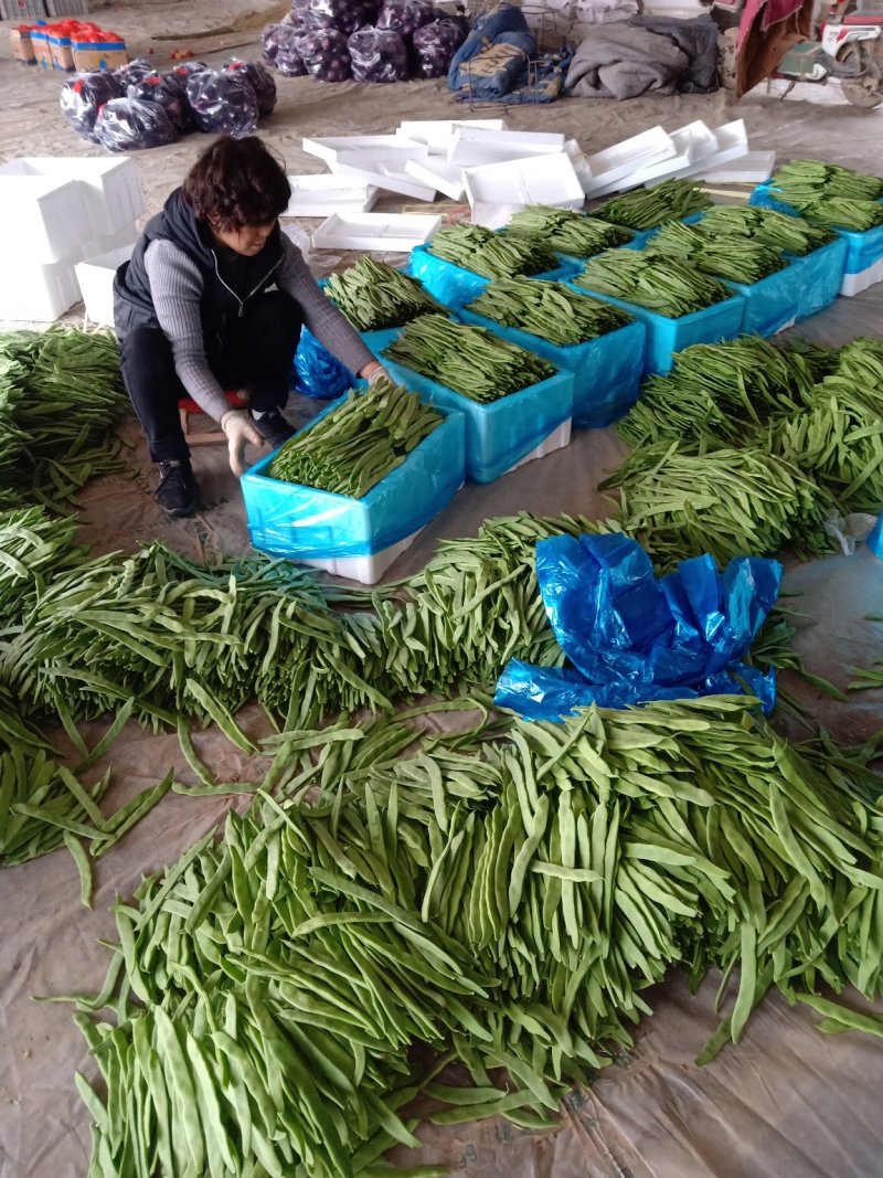 大量精品扁豆上市，价格便宜，一条龙服务