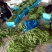 大量精品扁豆上市，价格便宜，一条龙服务
