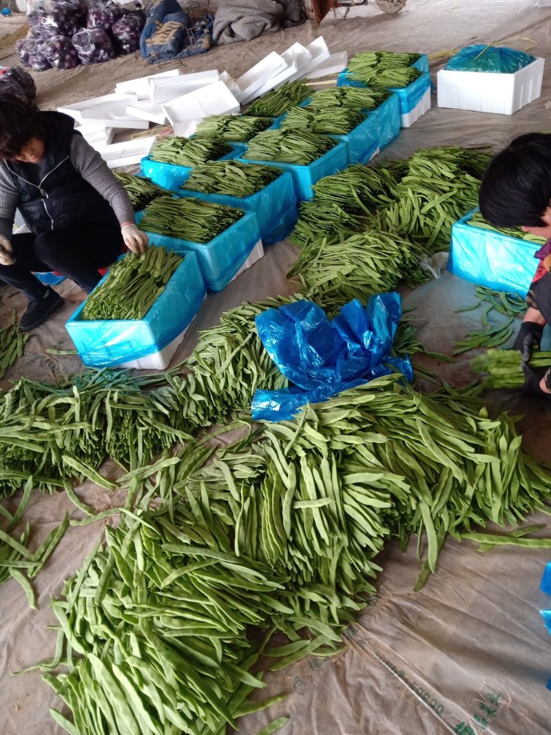 大量精品扁豆上市，价格便宜，一条龙服务