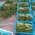 大量精品扁豆上市，价格便宜，一条龙服务