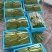大量精品扁豆上市，价格便宜，一条龙服务