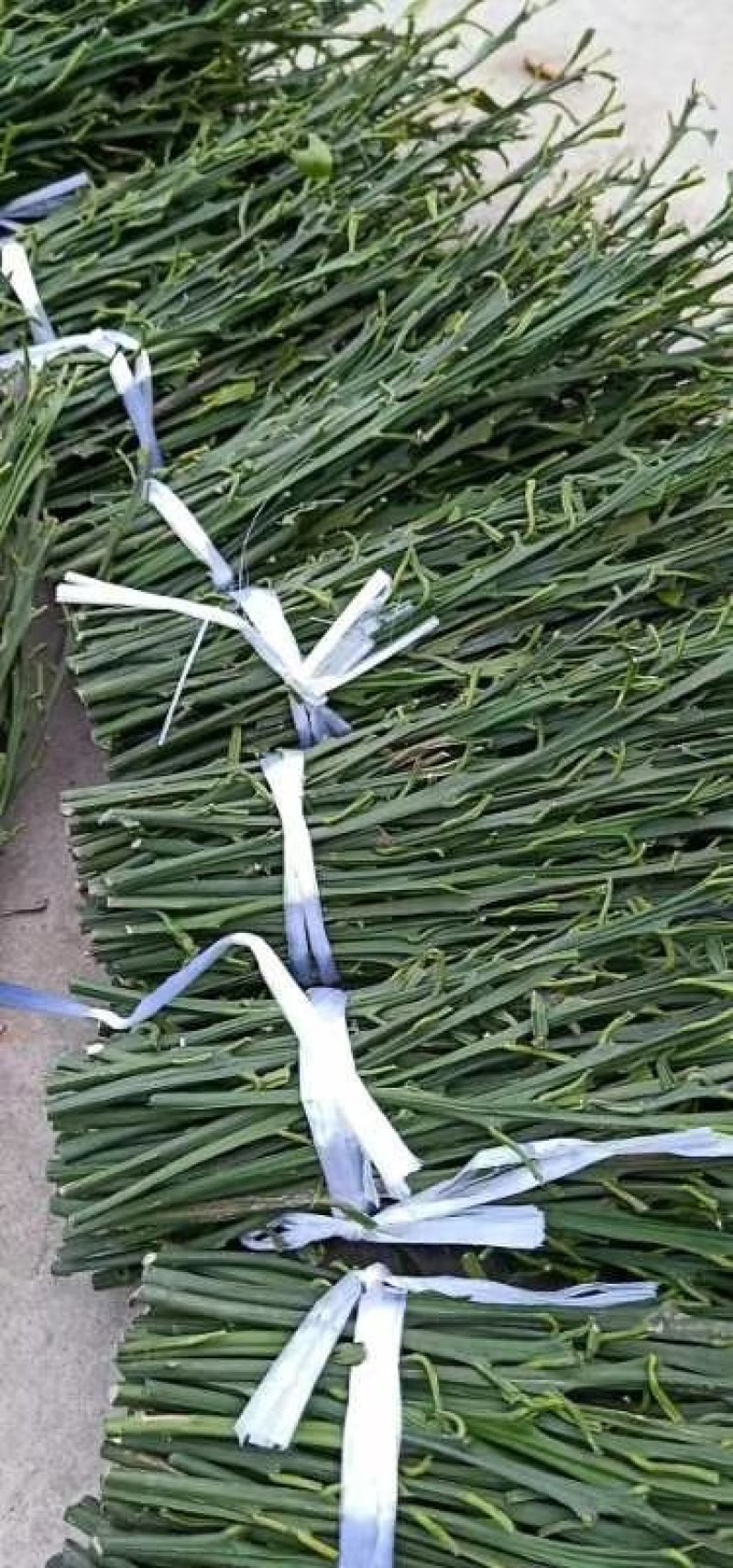 爱媛38号枝条新鲜枝条，纯度高，诚信经营品质保证