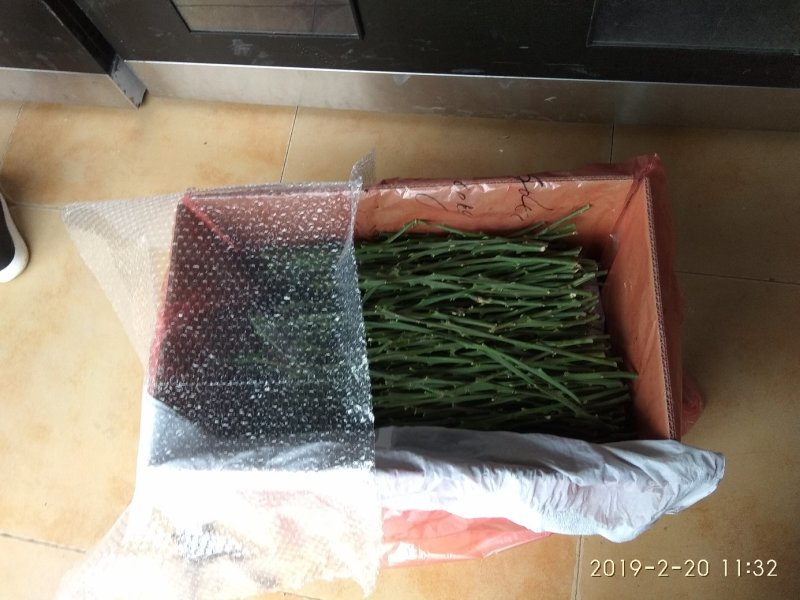 爱媛38号枝条新鲜枝条，纯度高，诚信经营品质保证