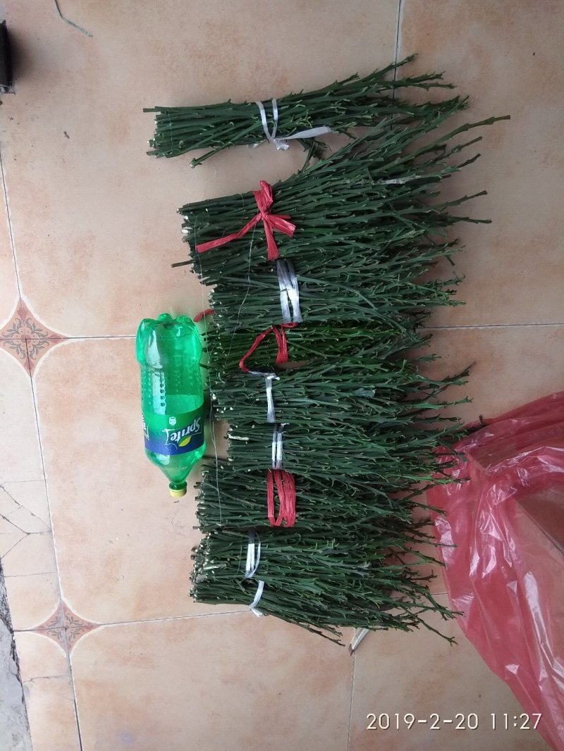 爱媛38号枝条新鲜枝条，纯度高，诚信经营品质保证