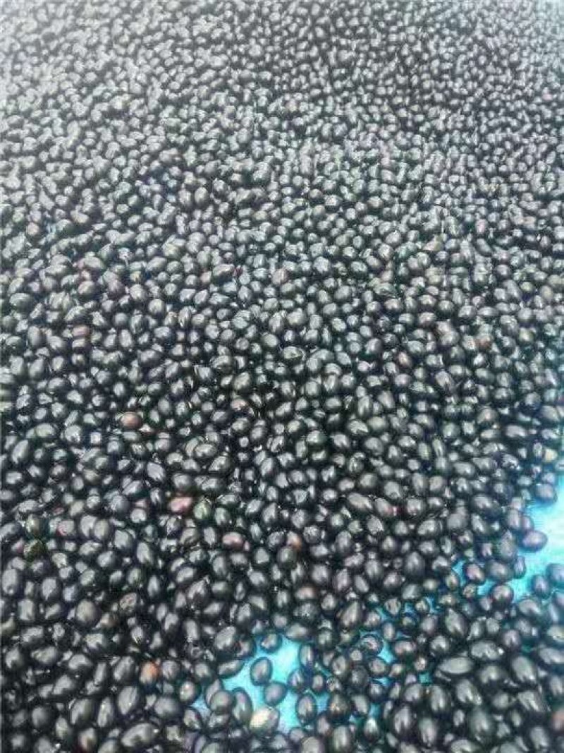 山豆根种子发芽率95%以上货到付款免费提供种植资料