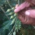 山豆根种子发芽率95%以上货到付款免费提供种植资料