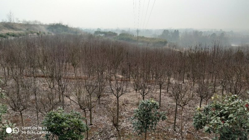 转让掇刀团林200亩苗木基地