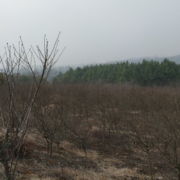 转让掇刀团林200亩苗木基地