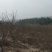 转让掇刀团林200亩苗木基地