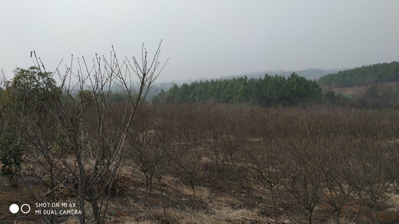转让掇刀团林200亩苗木基地