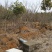 转让掇刀团林200亩苗木基地