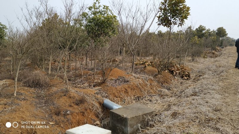 转让掇刀团林200亩苗木基地