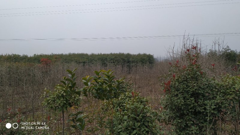 转让掇刀团林200亩苗木基地