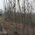 转让掇刀团林200亩苗木基地