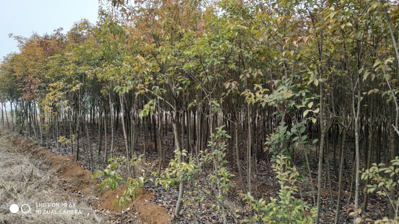 转让掇刀团林200亩苗木基地