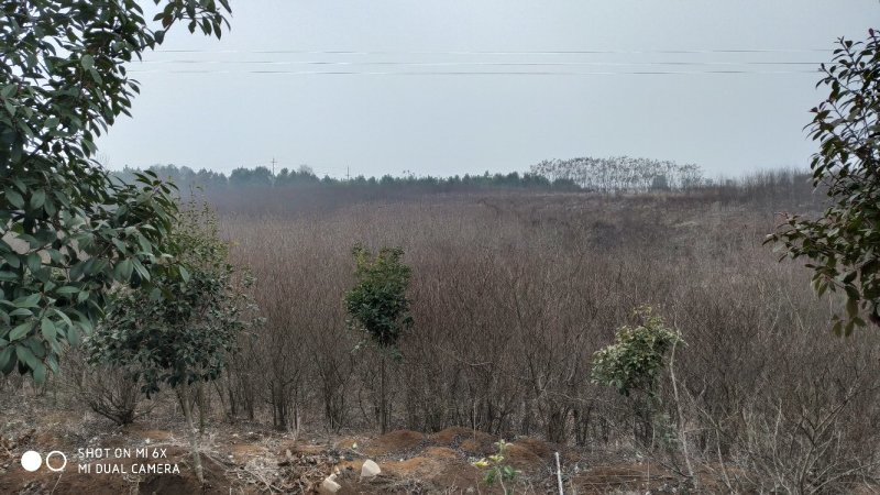 转让掇刀团林200亩苗木基地